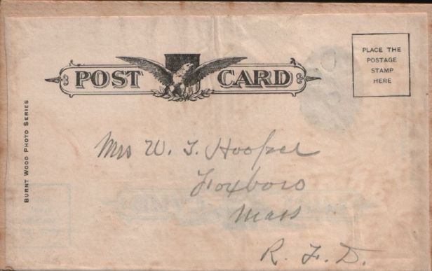 Shamrock Wood back II